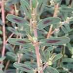 Euphorbia maculata Blad