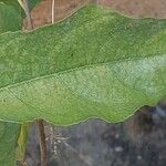 Combretum apiculatum Leaf