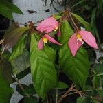 Dalechampia spathulata Агульны выгляд