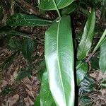 Heliconia psittacorum Leaf