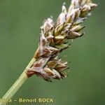 Carex heleonastes फल