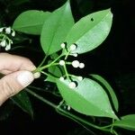 Clusia croatii Fruit