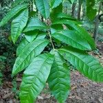 Oxydendrum arboreum Frunză