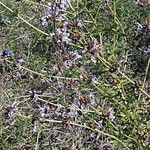 Salvia munzii Habit
