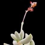 Crassula garibina Kwiat