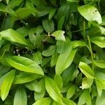 Ligustrum ovalifolium Leaf