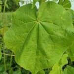 Abutilon theophrasti Yaprak