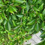 Styrax japonicus Leaf