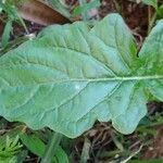 Youngia japonica Leaf