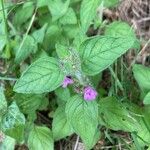 Clinopodium vulgareFlors