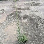 Salsola soda Hábito