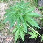 Cannabis sativa List