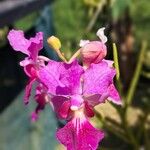 Papilionanthe teres Çiçek