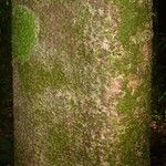Monopteryx inpae Kabuk