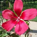 Hibiscus coccineus Квітка