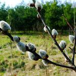 Salix discolor Floare