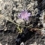 Scabiosa canescens Blüte