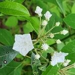 Kalmia latifoliaFlor