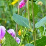 Dahlia tenuicaulis Folio