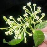 Cestrum nocturnum Liść