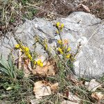 Cytisus decumbens Hábito