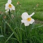 Narcissus poeticus Blatt