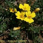 Morisia monanthos Blüte