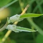 Vicia monantha Fruit