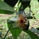 Passiflora pittieri Květ