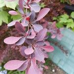 Berberis thunbergii叶