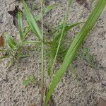 Digitaria filiformis Blad