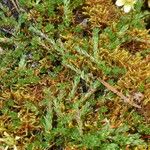 Saxifraga bryoides Fulla