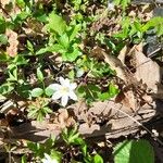 Anemone quinquefolia Blodyn