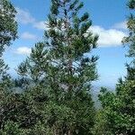 Araucaria biramulata Habit