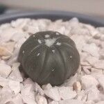 Astrophytum asterias Ліст