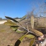 Quercus fusiformis Leaf