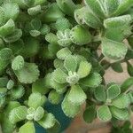 Cotyledon tomentosa Hábito
