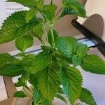 Verbena urticifolia Feuille