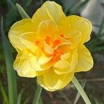 Narcissus spp. Kwiat