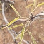 Prosopis velutina Hoja
