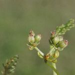 Caropsis verticillatoinundata Fruct