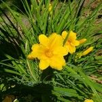 Hemerocallis minor Flors
