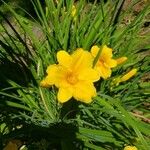 Hemerocallis minor Квітка