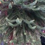 Araucaria cunninghamii Blatt