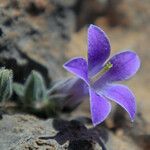 Campanula celsii Kvet