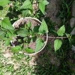 Phyla scaberrima Hábito