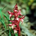 Anacamptis coriophora Otro