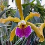 Cattleya bicolor Virág