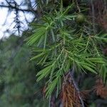 Juniperus oxycedrus Lapas