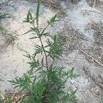 Ambrosia artemisiifolia Habitat